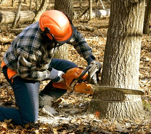 Tree Removal in Ashland, MS